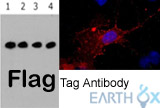 Flag抗體推薦—可進行WB/IF/IP檢測應用