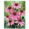 紫錐菊提取物Echinacea P.E.