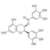 供應表沒食子兒茶素沒食子酸酯（EGCG)