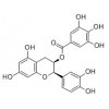 供應表兒茶素沒食子酸酯