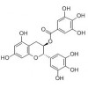 供應(yīng)沒食子兒茶素沒食子酸酯（GCG）