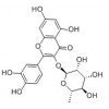 槲皮苷性質   槲皮苷作用