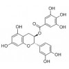 供應兒茶素沒食子酸酯 (CG)
